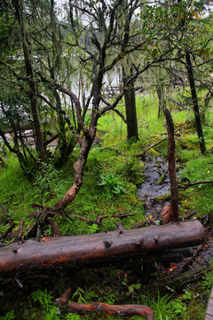 香格里拉普达措森林公园