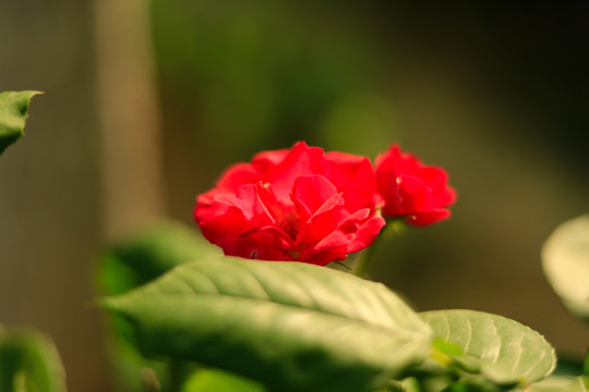 漂亮的月季花