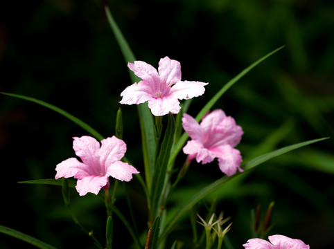 兰花草