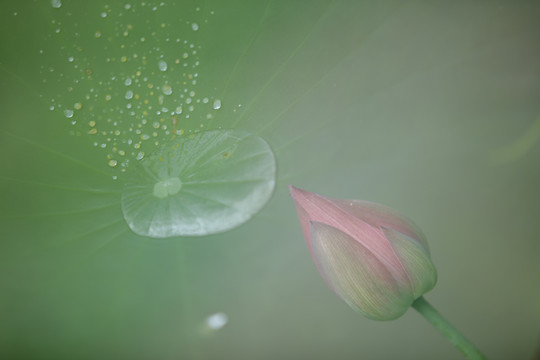 荷花