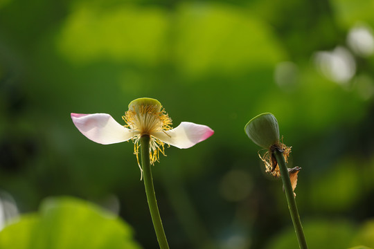 荷花