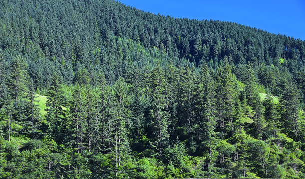 高山森林