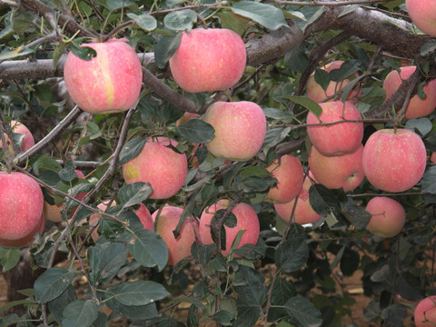 苹果树