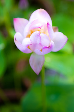 花瓣边缘是粉红色的荷花碗莲