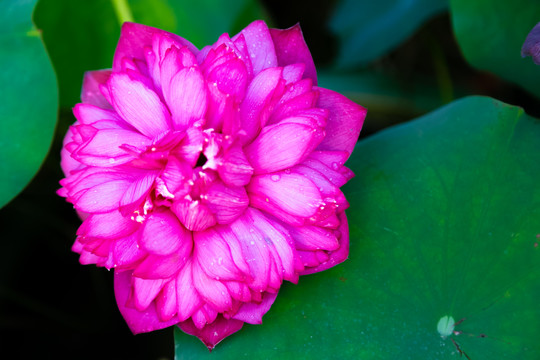 花瓣上有水珠的粉红色荷花碗莲