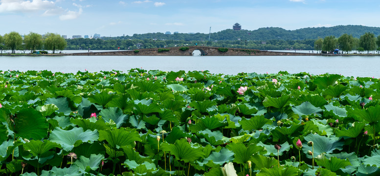 西湖风景