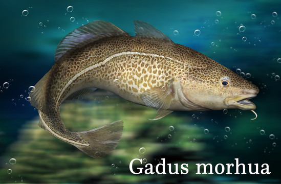 鱈魚源圖
