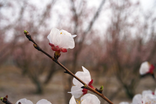 桃花