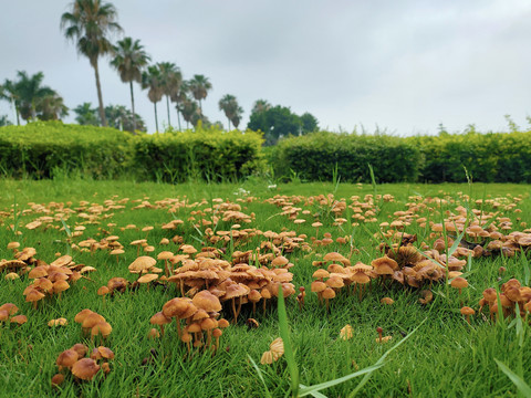 野生菌