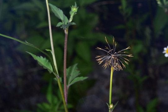 鬼针草