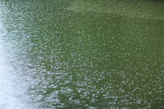 下雨中的池塘