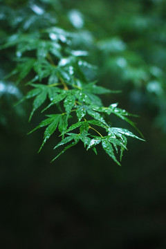 雨中绿叶