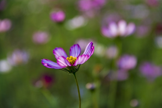 格桑花