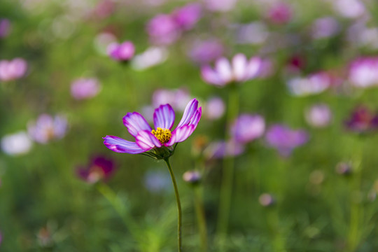 格桑花