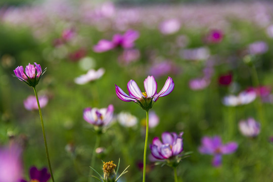 格桑花