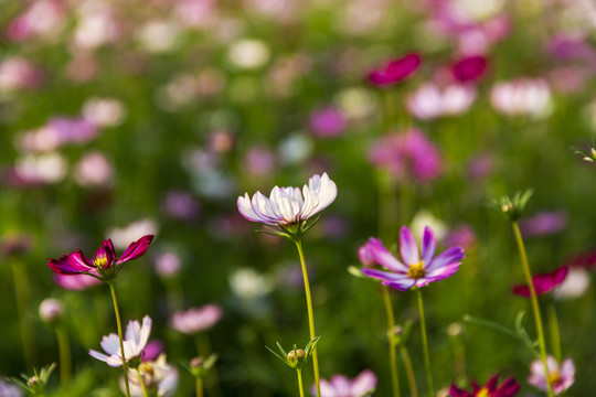 格桑花