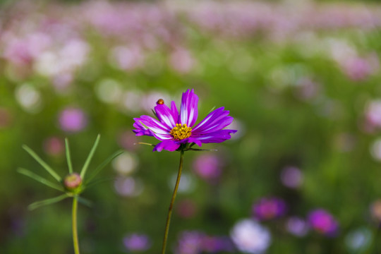 花卉