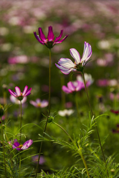 格桑花