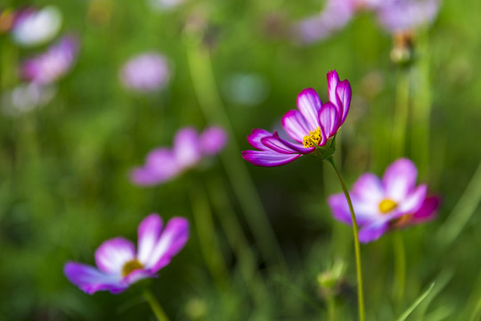 格桑花