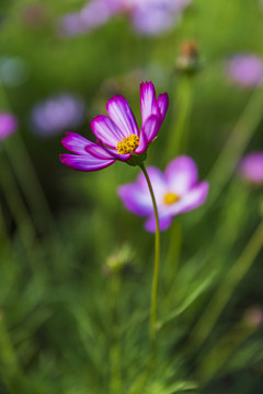 格桑花