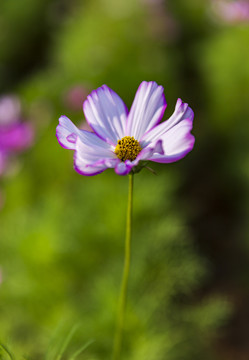 格桑花