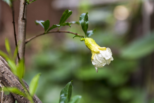 石榴花