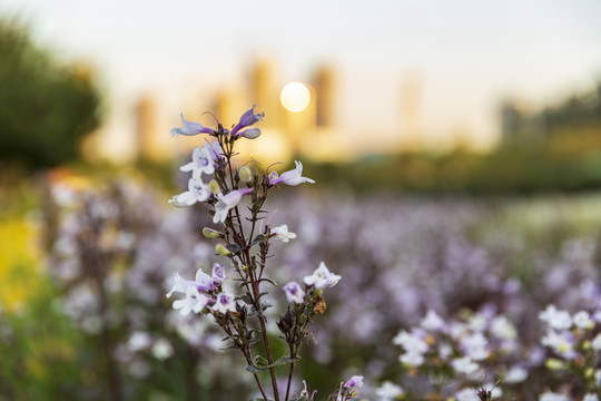 花草素材