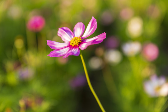 花草素材