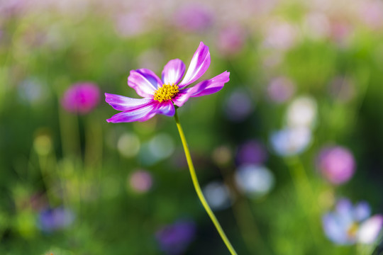 花草素材