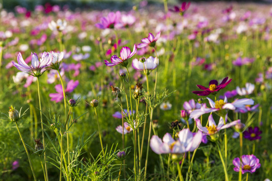 花草素材