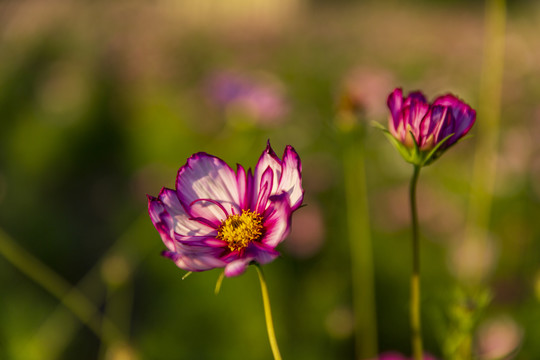 花草素材