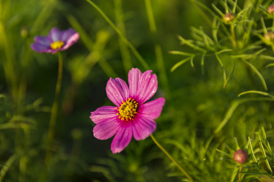 花草素材