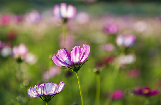 花草素材