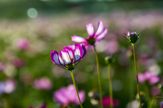 花草素材