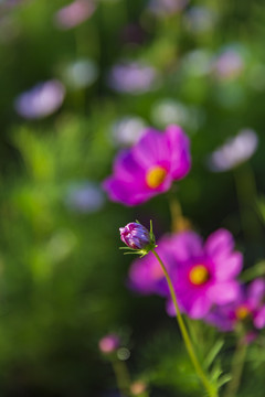 花草素材