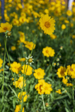 花草素材