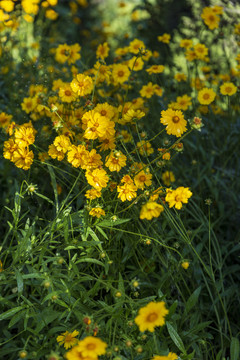 花草素材