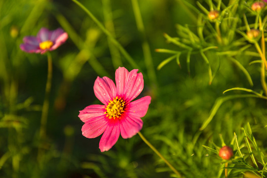 花草素材