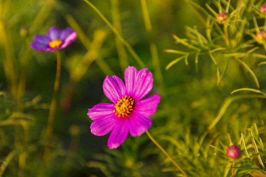 花草素材