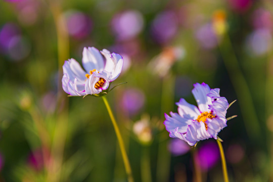 花草素材