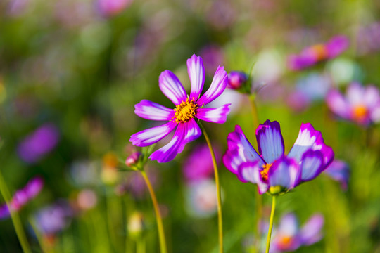 花草素材