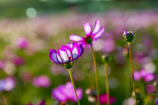 花草素材