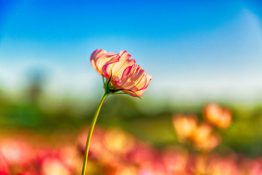 花草素材