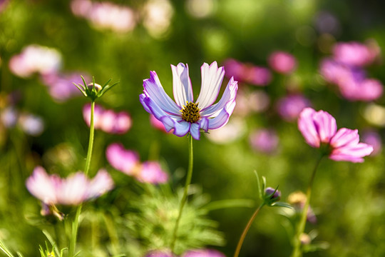 花草素材