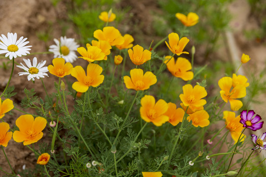 花草素材