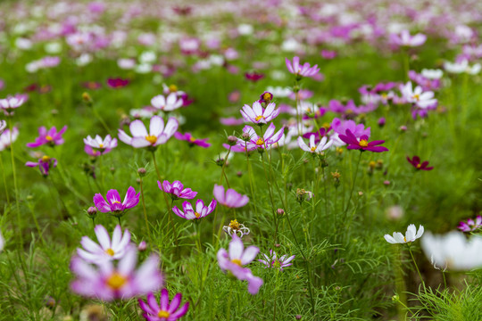 花草素材