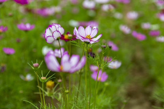 花草素材