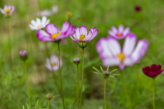 花草素材