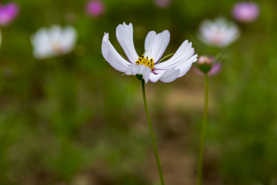 花草素材