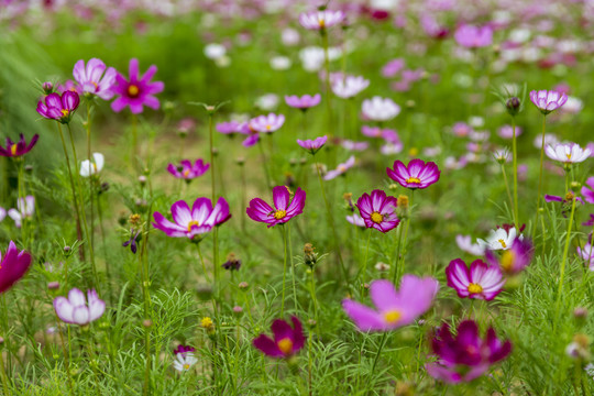 花草素材